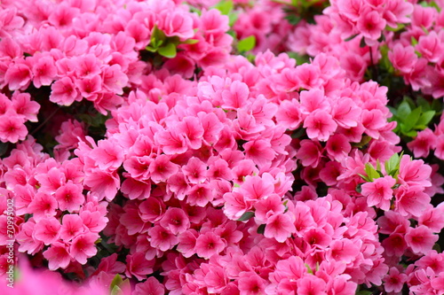 ツツジ　根津神社 つつじまつり