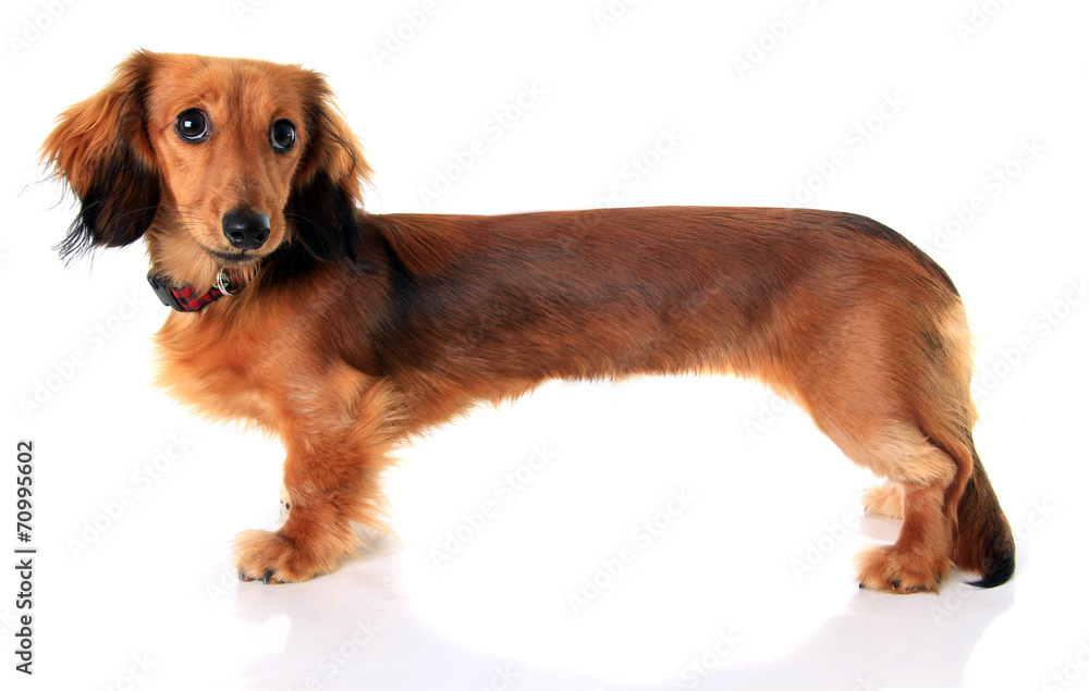 Extra long Dachshund puppy