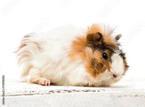 Εκτύπωση καμβά guinea pig