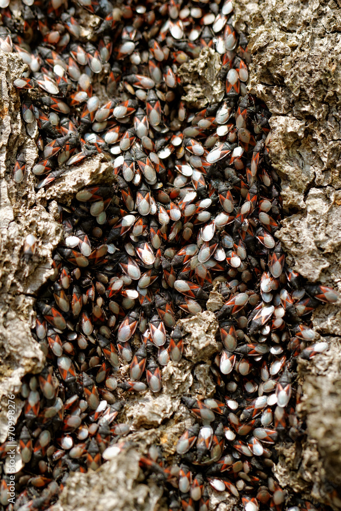 Small insects Small insects