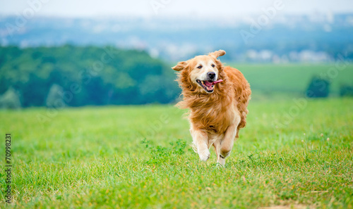 Photo Running Golden retriever dog