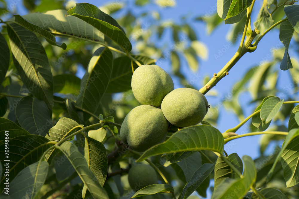 Circassian walnut tree Circassian walnut tree