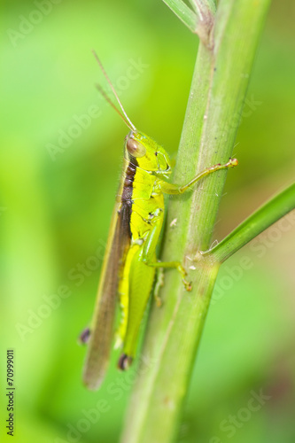A Japanese grasshopper