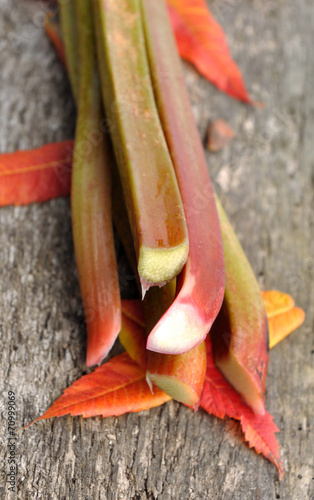 rhubarbe et feuilles d'automne