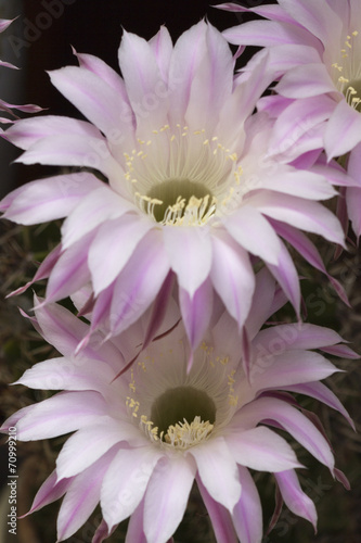 scenic flower of a cactus plant