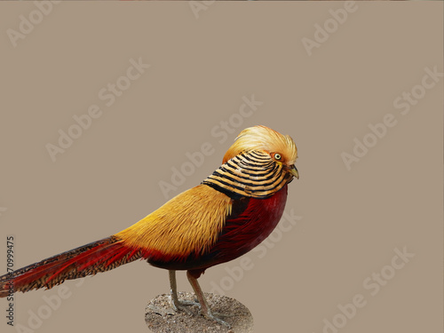 Golden pheasant