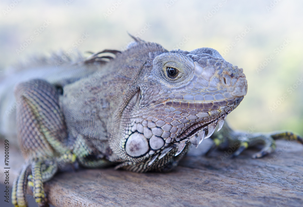Fototapeta premium Iguana