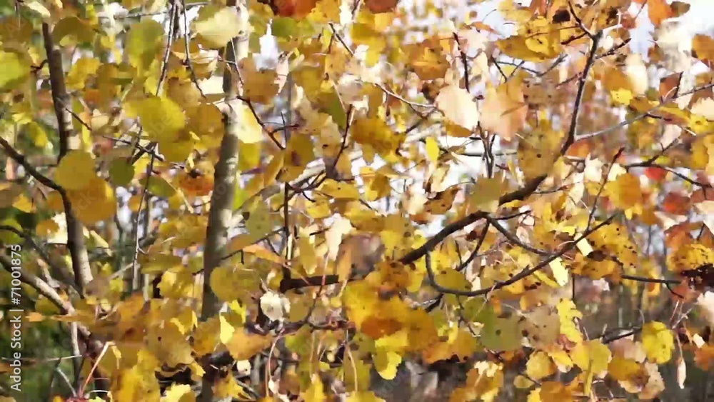 Yellow birch leaves tremble in wind Yellow birch leaves tremble in wind