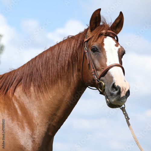 Beautiful chestnut warmblood standing on green field