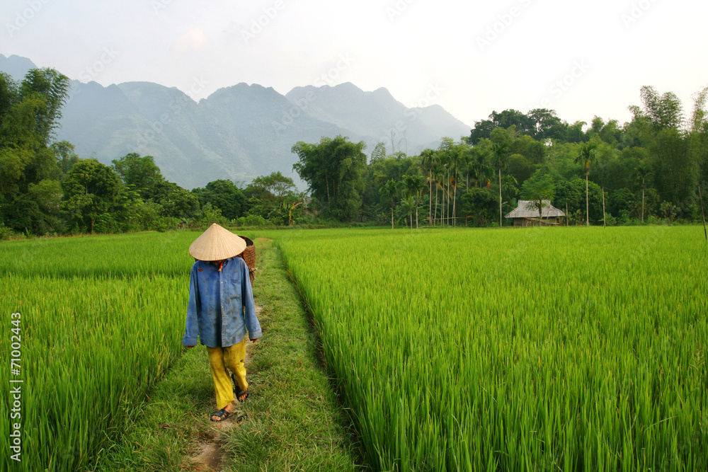 Paddy field - Vietnam