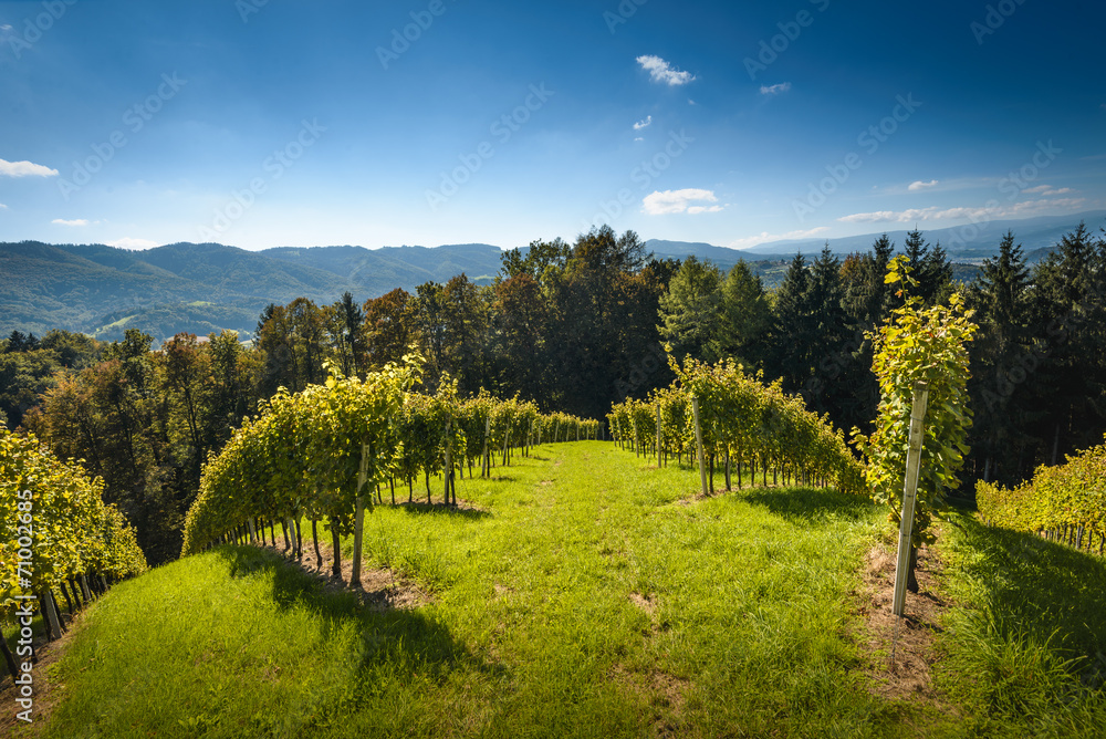 Vineyard-Styria,Austria.