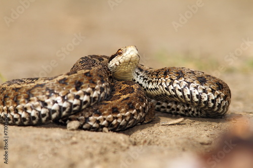 venomous snake ready to attack