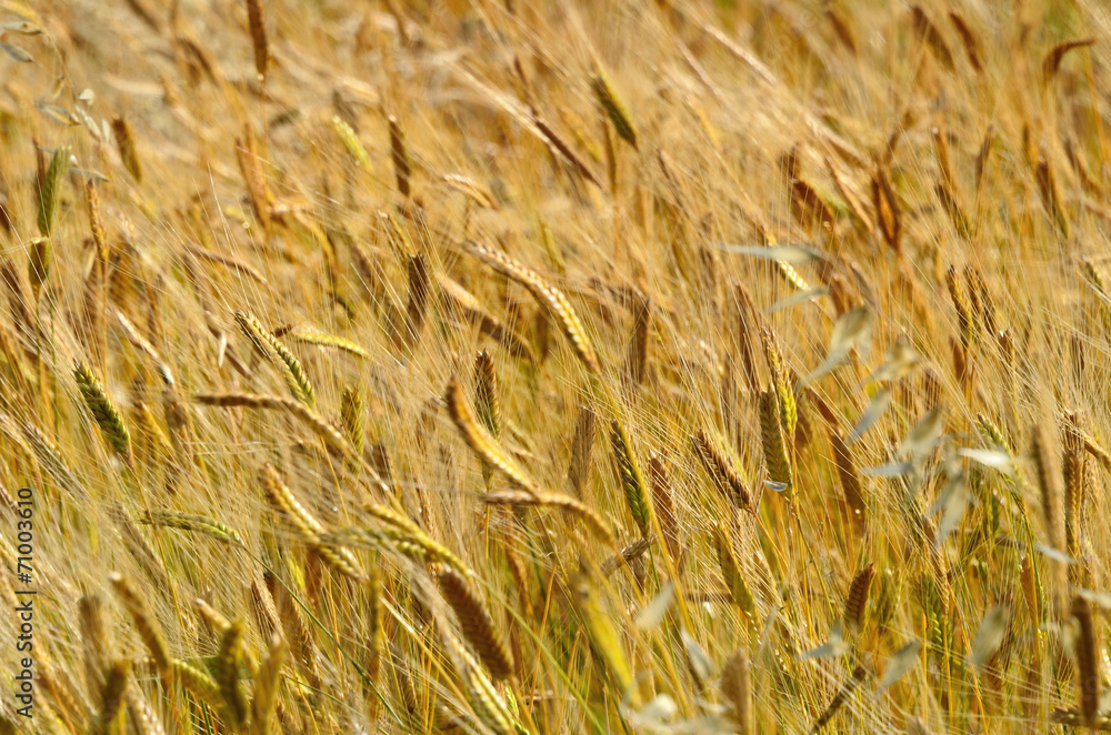 Fototapeta premium Wheat