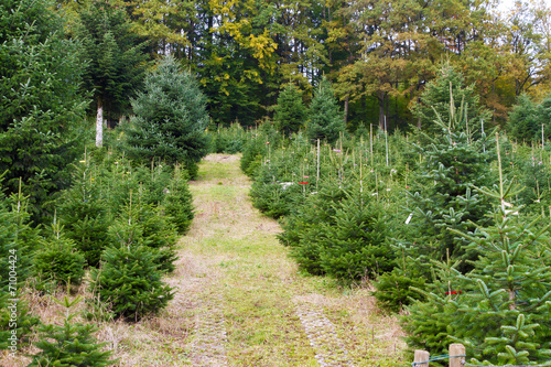 Weihnachten kann kommen - Weihnachtsbäume in der Baumschule photo