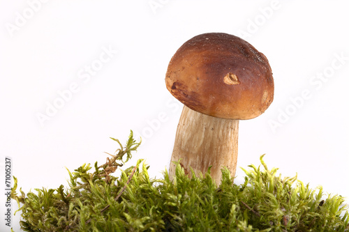 boletus edulis on moss lying on a light background