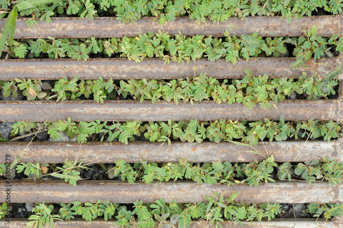 Green weeds and rusting steel bar