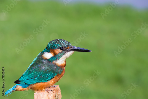European kingfisher in front of green grass