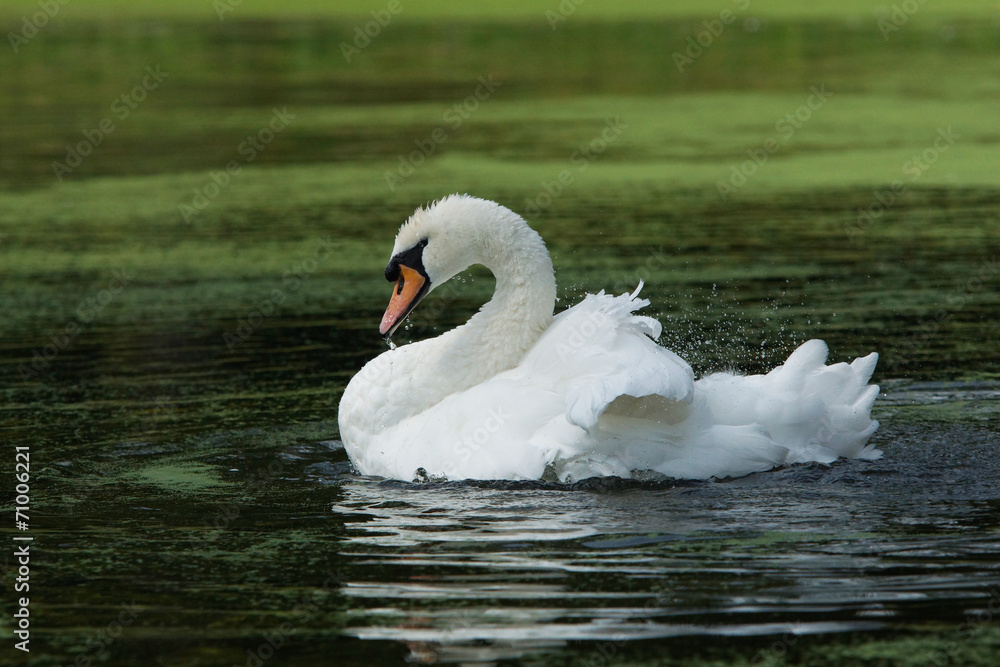 Obraz premium Mute Swan, Cygnus olor