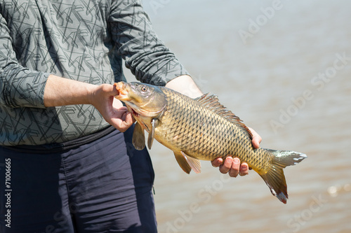Fototapeta Naklejka Na Ścianę i Meble -  Big fish (sazan) in man's hands, Astrakhan area