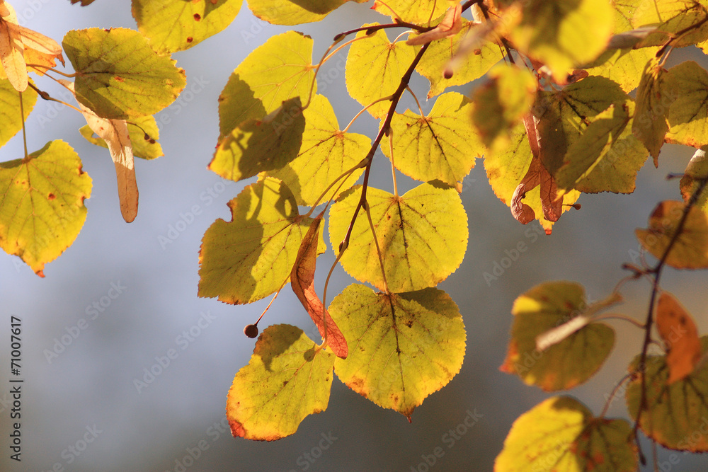Obraz premium orange yellow leaves on a branch concept autumn