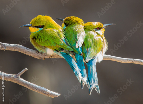 3 little colourful birds