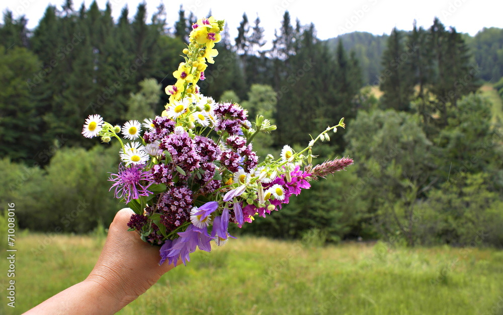Wild flowers bouquet collected from Apuseni, Romania Wild flowers bouquet collected from Apuseni, Romania