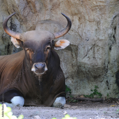 Portrait black cow with nice horn in open zoo