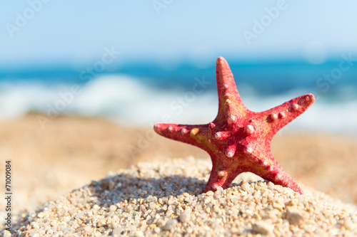 Obraz na płótnie Red starfish at the beach