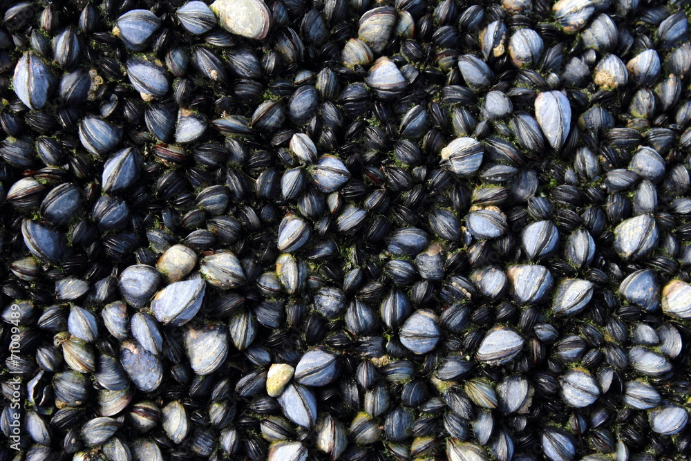 Fond de Moules sauvages. Pêche à pied en Bretagne. Des coquillages sur les rochers. 素材庫相片