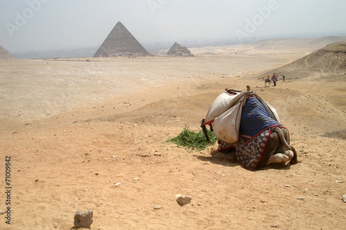 camel by the Pyramids