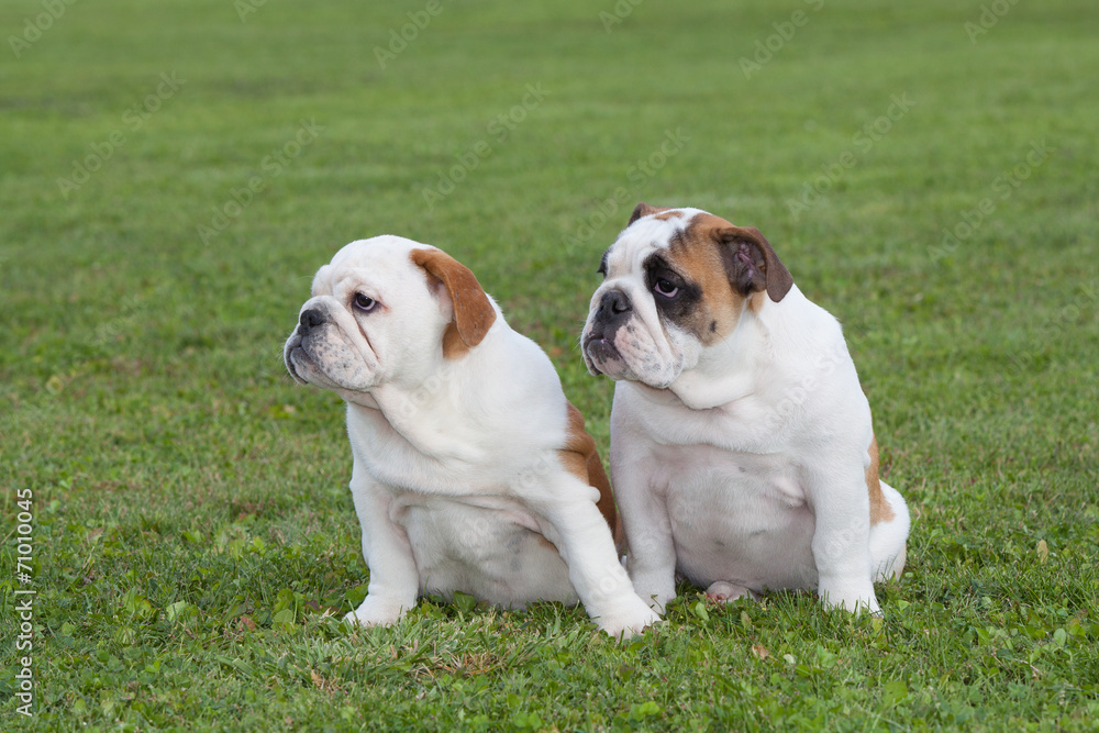 Fotografie Two bulldog puppies