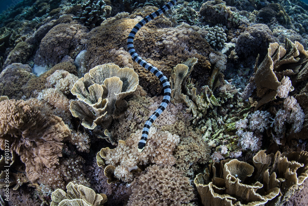 Fototapeta premium Banded Sea Snake Swimming