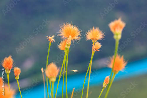 Countryside flowers photo