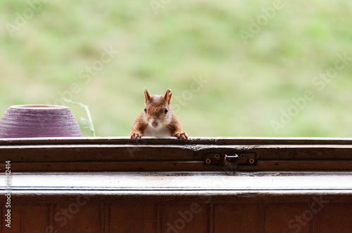 Tapety artystyczne Red squirrel