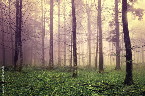 Dreamy forest trees