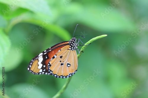 Common Tiger butterfly © qaz1235