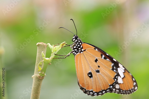 Common Tiger(Indian Monarch,Orange Tiger) butterfly sitting on the branch in the garden 