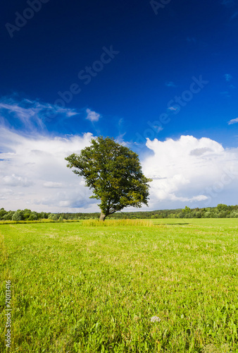 Scenic View Grass Land