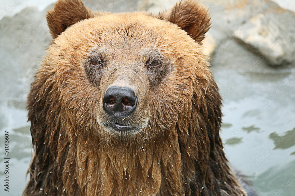 brown bear in a zoo brown bear in a zoo