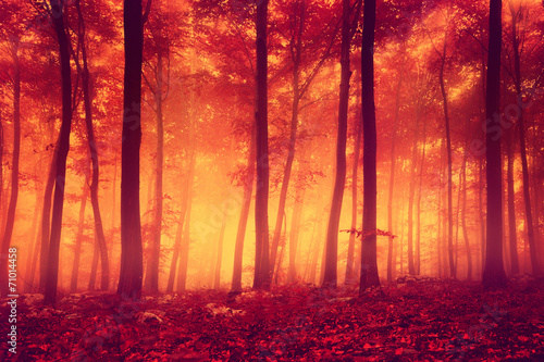 Fototapeta vintage drzewa natura jesień