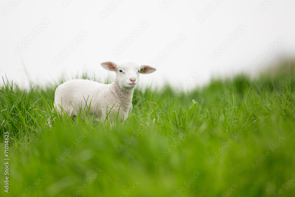 Obraz premium owieczka