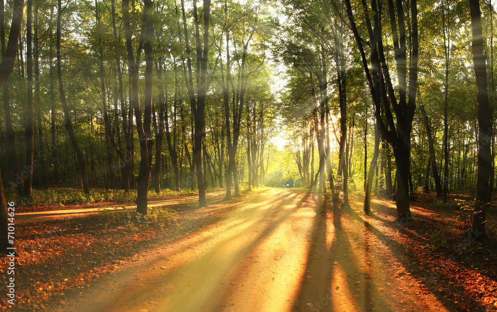 Fototapeta premium light rays fall landscape trees