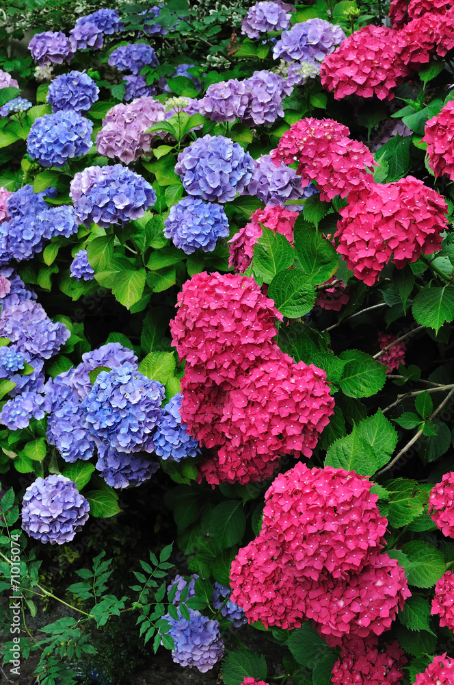 Fototapeta premium Ensemble d'hortensias bleus et roses