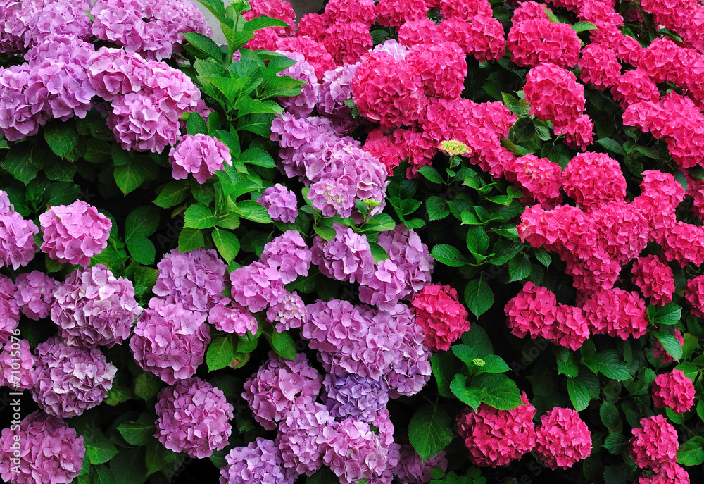 Haie d'Hortensias mauves et roses Haie d'Hortensias mauves et roses