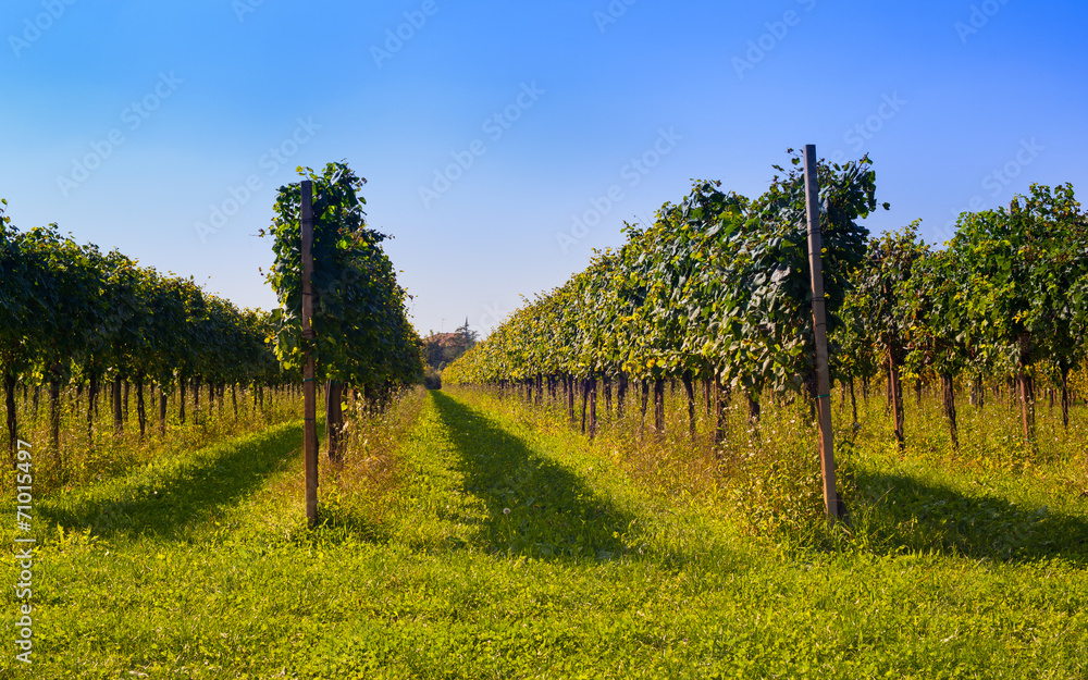 Naklejka premium Vineyards