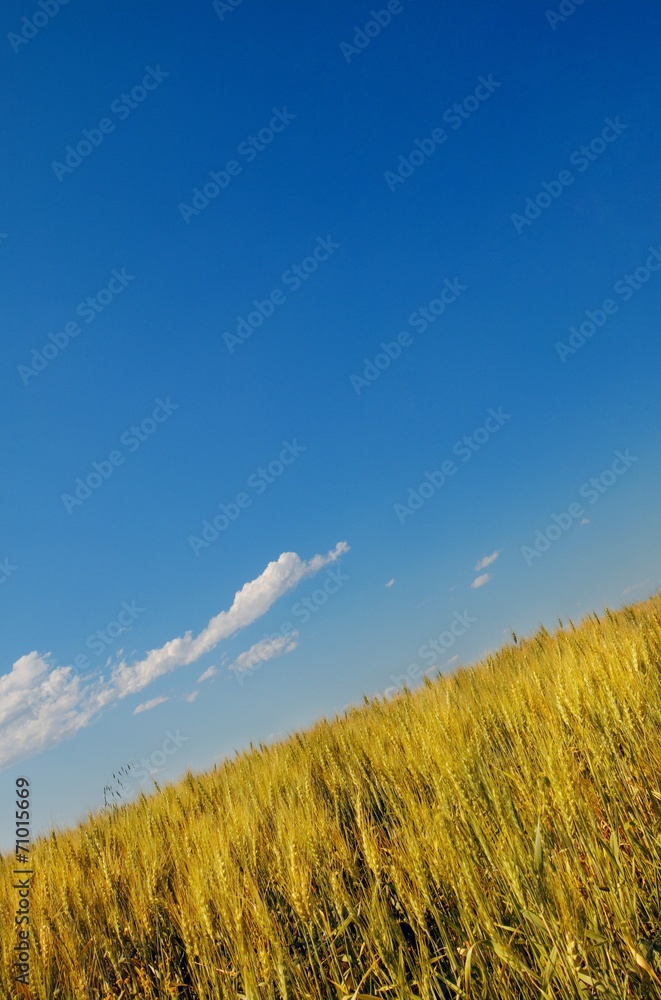 Obraz premium A Field Of Wheat