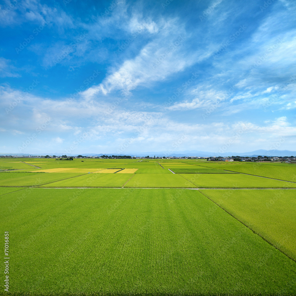 Obraz premium たんぼ