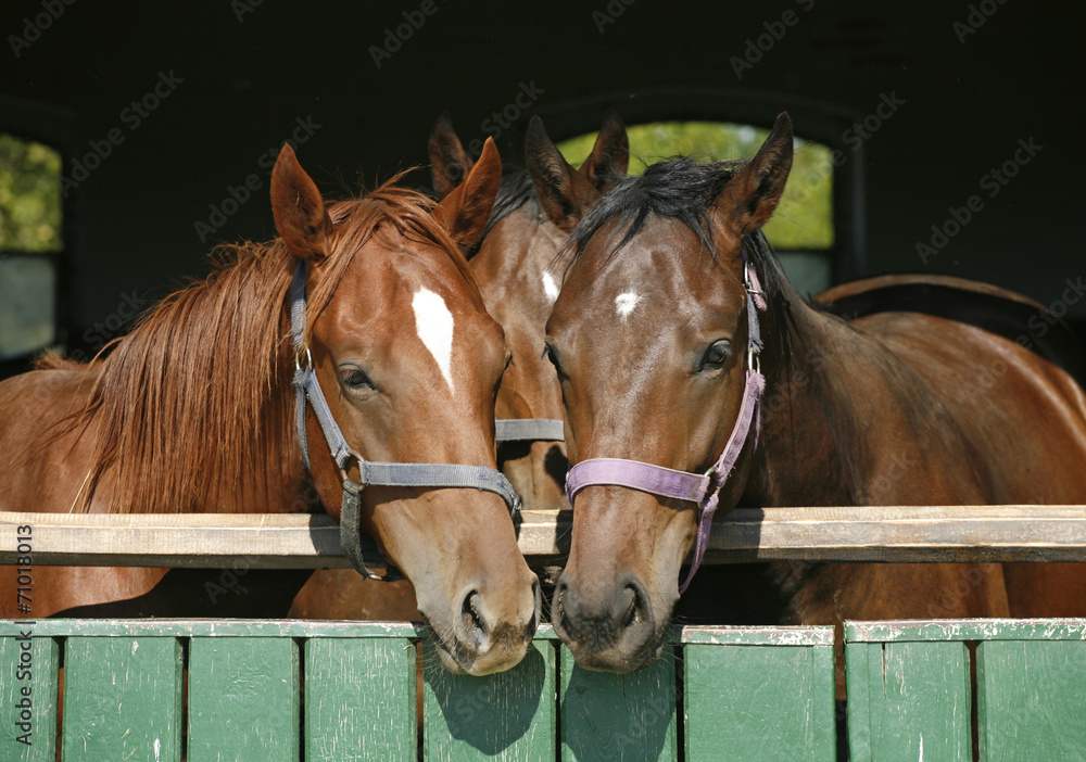Obraz premium Funny thoroughbred horses standing in the stable door