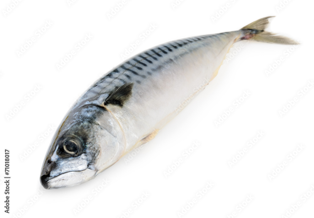 mackerel fish isolated mackerel fish isolated