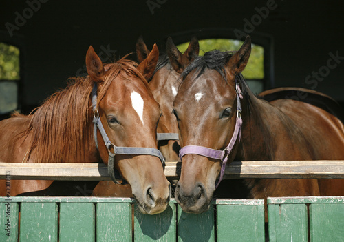 Funny thoroughbred horses standing in the stable door © acceptfoto